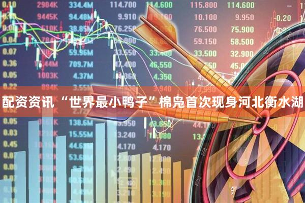 配资资讯 “世界最小鸭子”棉凫首次现身河北衡水湖